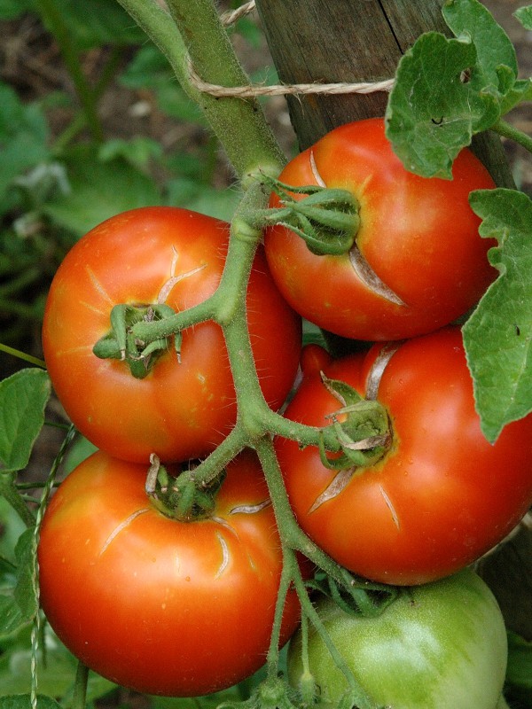 Tomate Monfavet Solanum Montfavet Achat Le Jardin Du Pic Vert