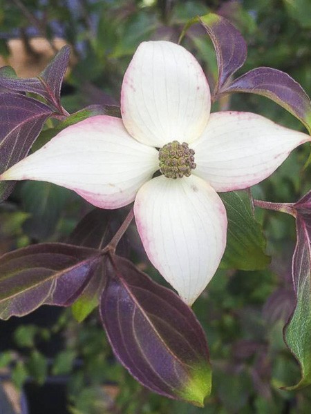 Cornouiller Du Japon Cappuccino Cornus Kousa Cappuccino Le