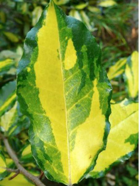 Chalef Piquant Maculata Elaeagnus Pungens Le Jardin Du Pic Vert