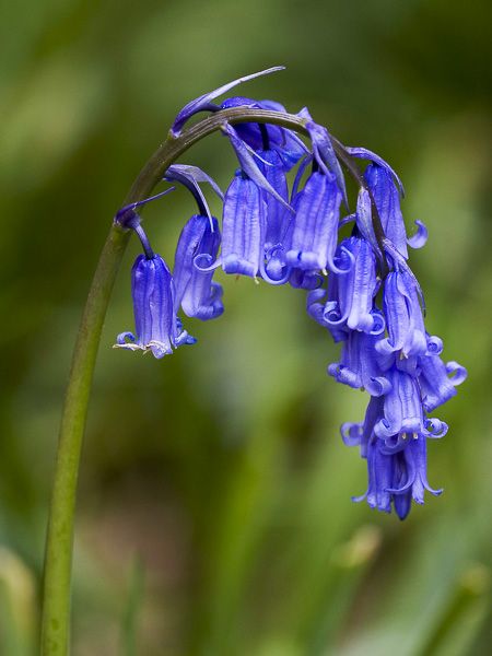 Jacinthe Des Bois Hyacinthoides Non Scripta Le Jardin Du Pic Vert