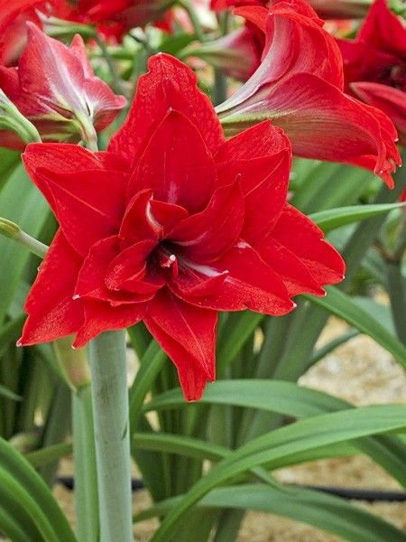 Amaryllis Double Dragon Amaryllis Double Dragon Le Jardin Du