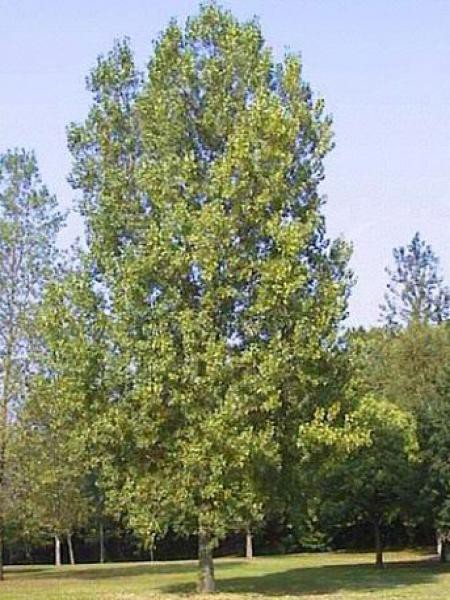 Peuplier Euramericain Robusta Populus Euramericana Le Jardin Du Pic Vert