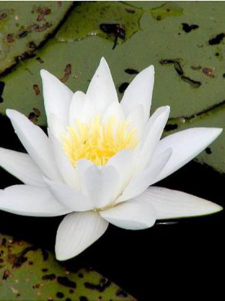 Nenuphar Blanc Grand Nenuphar Nymphaea Alba Le Jardin Du Pic Vert