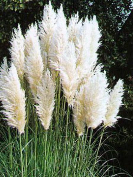 Herbe Des Pampas White Plume