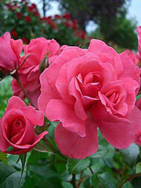 Rosier à Fleurs Groupées Bonapart Rosa Floribunda Le Jardin Du Pic Vert