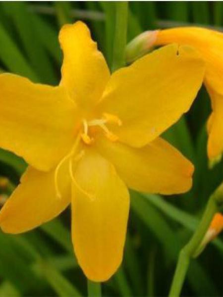 Crocosmia