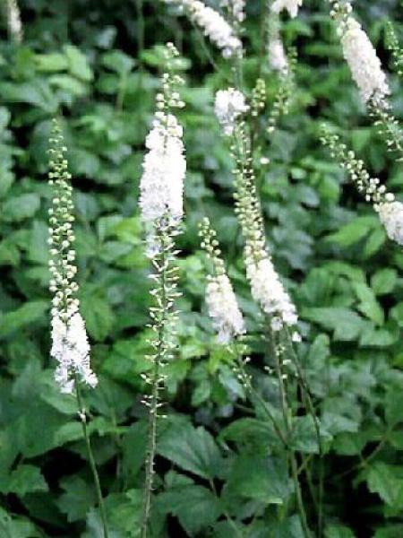 Actée à Grappes Cimicifuga Racemosa Le Jardin Du Pic Vert