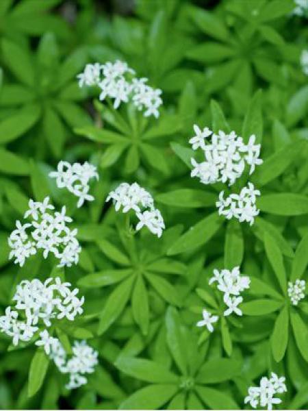 Aspérule Odorante Petit Muguet Galium Odoratum Le Jardin Du Pic Vert