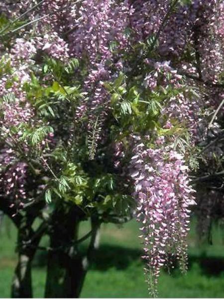 Glycine japon