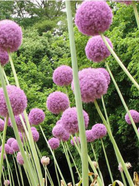 ail d ornement géant allium giganteum le jardin du pic vert