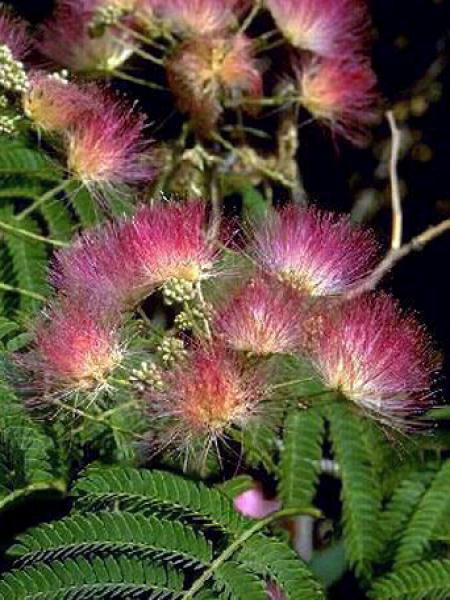 Arbre De Soie Rosea