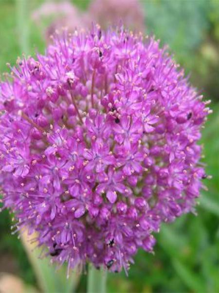 ail d ornement géant allium giganteum le jardin du pic vert