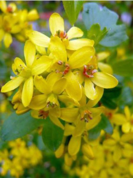 Groseiller Doré Ribes Odoratum Le Jardin Du Pic Vert