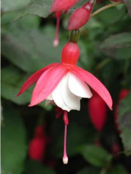 Fuchsia ‘Alice Hoffman’ - Fuchsia - Le Jardin du Pic Vert