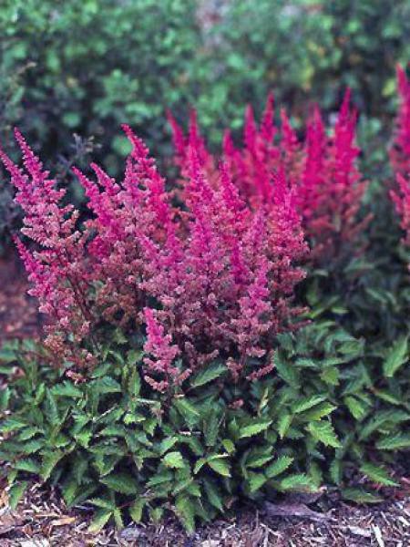 Astilbe de chine