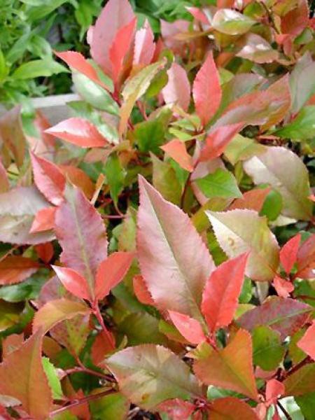 Photinia Fraseri Little Red Robin Photinia Fraseri Le Jardin Du Pic Vert