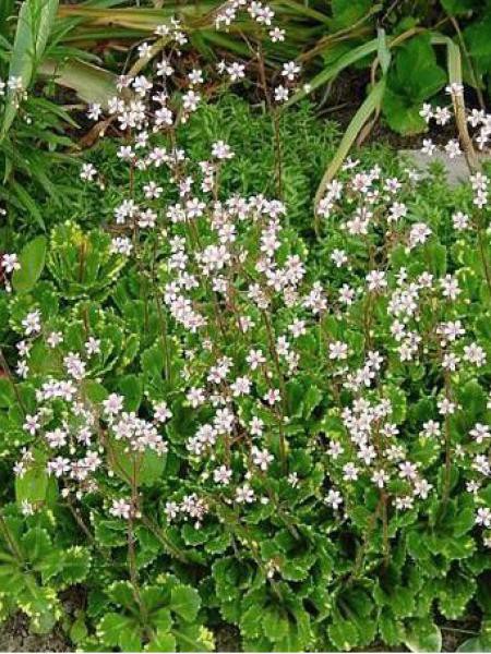 Desespoir Du Peintre Saxifraga Umbrosa Le Jardin Du Pic Vert