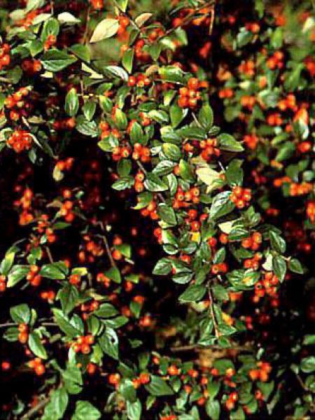 Cotoneaster de franchet