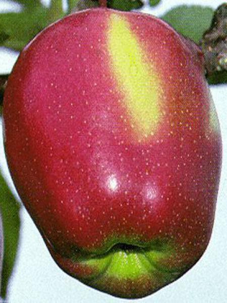 Pommier Gloster  Malus domestica Le Jardin du Pic Vert