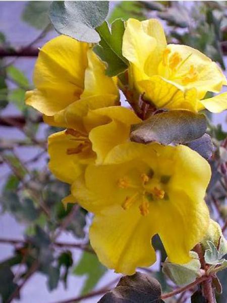 Frémontodendron California Glory