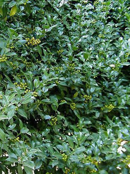 Houx Commun Ilex Aquifolium Le Jardin Du Pic Vert