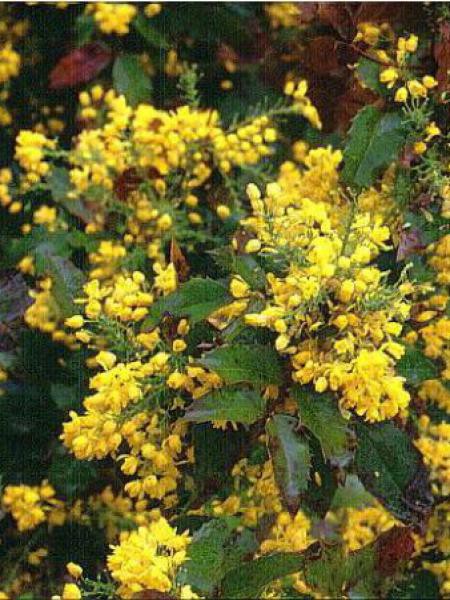 Le Mahonia Du Soleil Et Du Parfum Dans L Hiver Hortus Focus I Mag