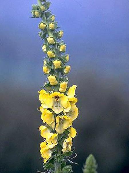 Molène Bouillon Blanc Verbascum Thapsus Le Jardin Du Pic Vert