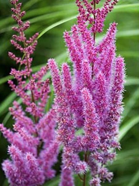 Astilbe de chine