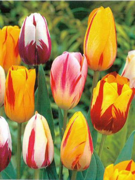 Tulipe En Melange Type Rembrandt Tulipa Le Jardin Du Pic Vert