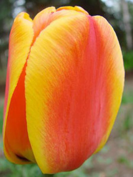 Tulipe De Darwin Rouge Jaune Tulipa X Darwin Le Jardin Du Pic Vert