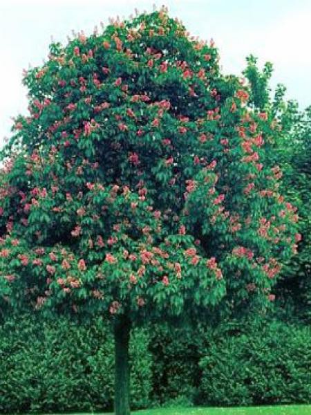 Marronnier à Fleurs Rouges Briotii