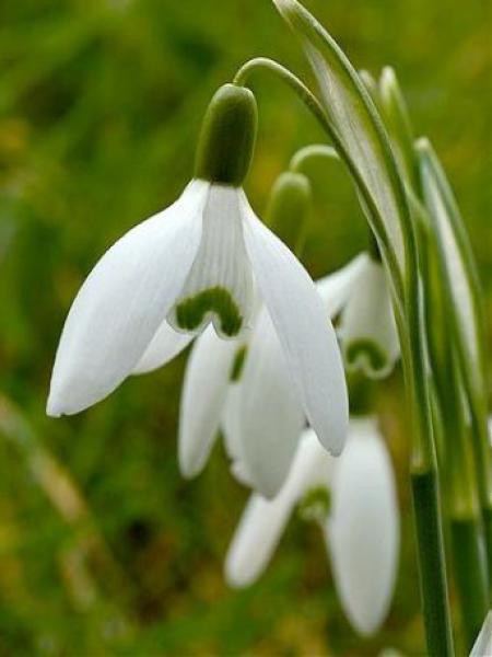 Perce Neige Galanthus Nivalis Le Jardin Du Pic Vert