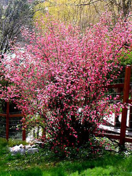 Groseillier à Fleurs Ribes Sanguineum Le Jardin Du Pic Vert