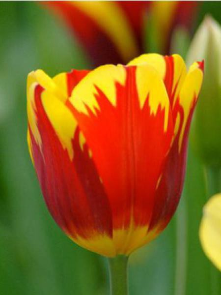 Tulipe Triomphe Helmar Tulipa Gpe Triomphe Le Jardin Du Pic Vert