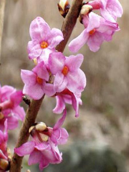 Bois Joli Bois Gentil Rubra Daphne Mezereum Le Jardin Du Pic Vert