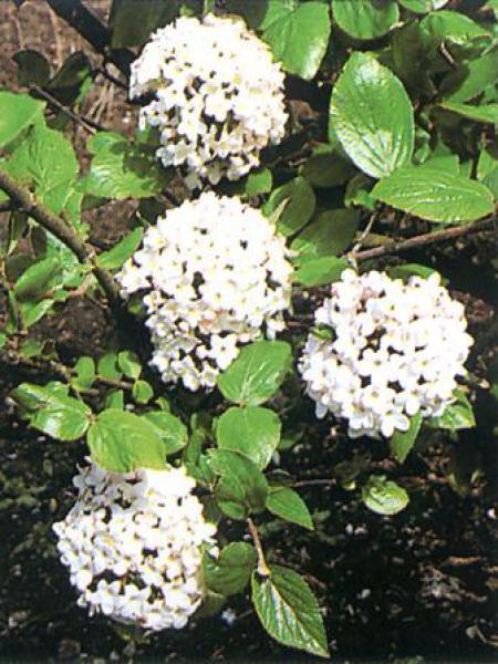 viburnum persistant parfumé