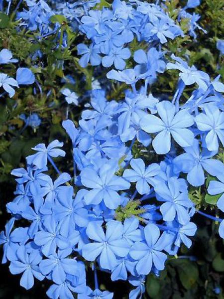 Plumbago auriculata dark blue