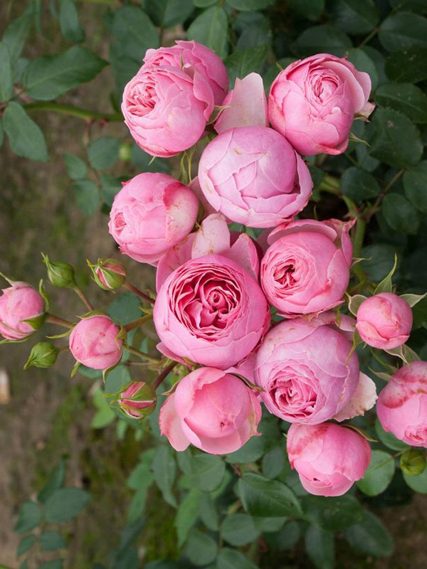 Rosier à Fleurs Groupées Pomponella