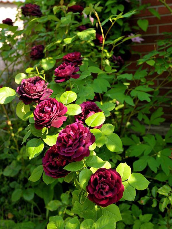 rosiers anciens remontants parfumés