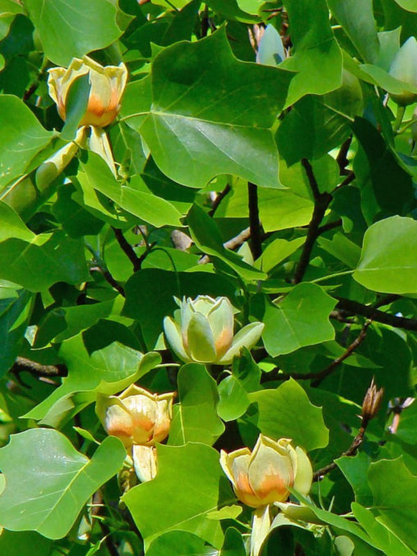 Tulipier De Virginie Liriodendron Tulipifera Le Jardin Du Pic Vert