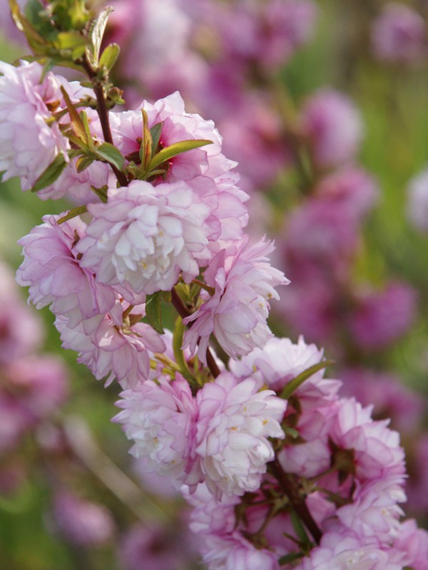 Amandier De Chine Prunus Triloba Le Jardin Du Pic Vert