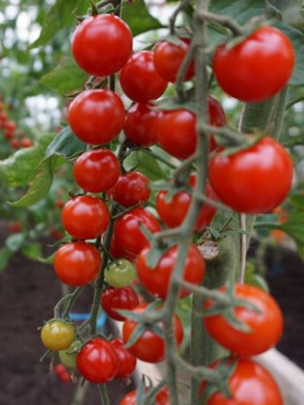 Tomate Brillantino Solanum Brillantino Le Jardin Du Pic Vert