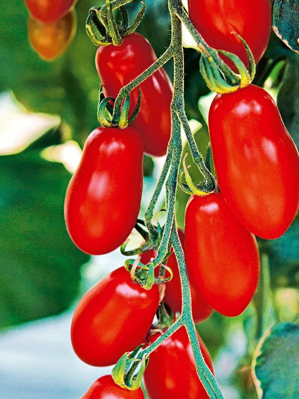 Tomate Cerise Trilly Solanum Lycopersicum Le Jardin Du Pic Vert