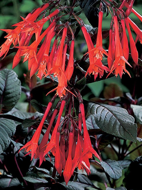 Fuchsia 'Gartenmeister' - Fuchsia hybride 'Gartenmeister' - Achat sur