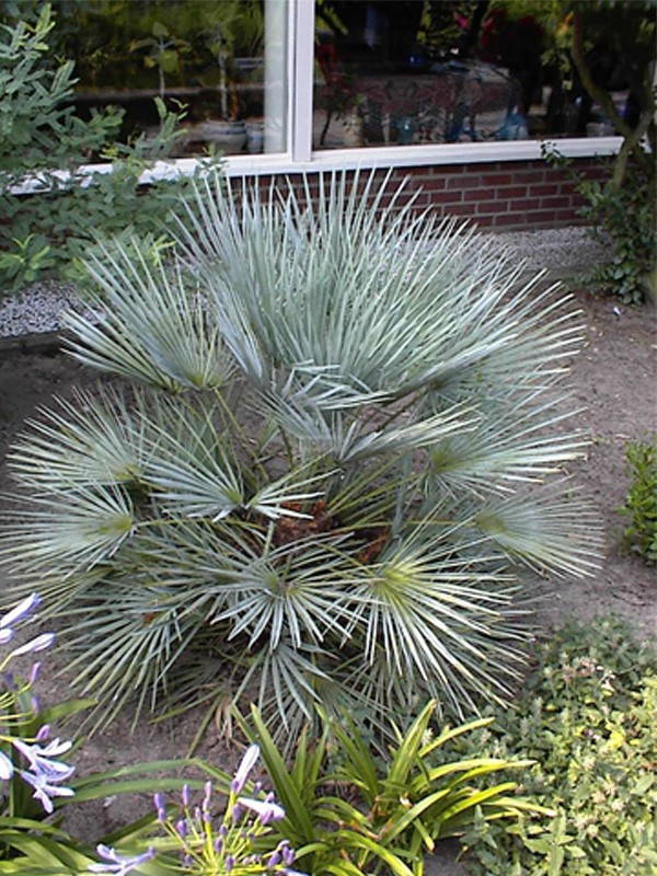 Eucalyptus plante