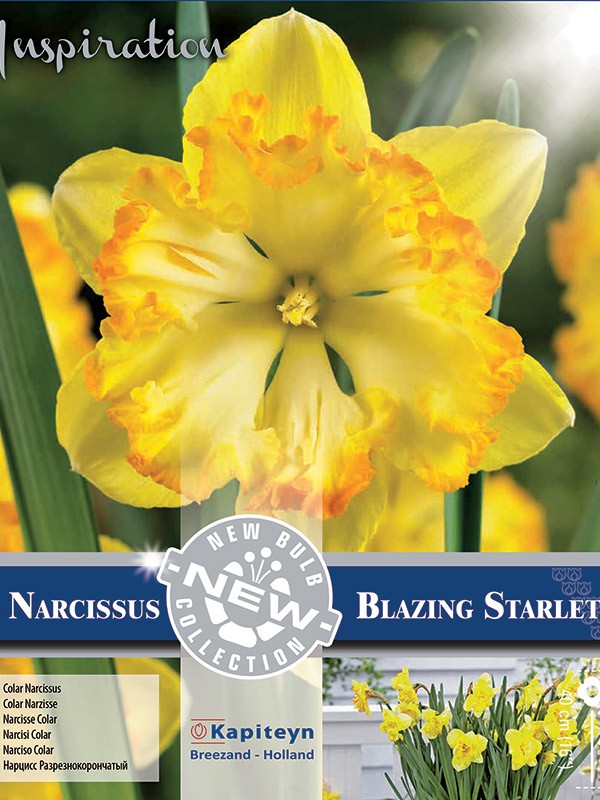Нарцисс blazing starlet фото и описание