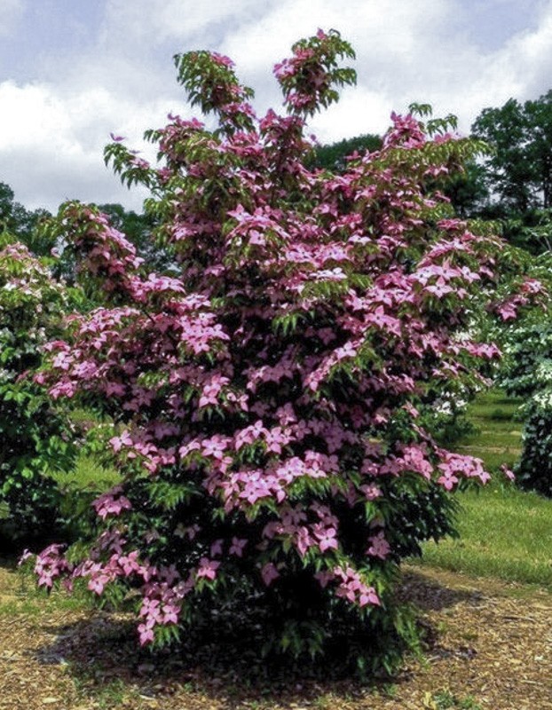 Cornouiller du Japon 'Scarlet Fire' - Cornus kousa 'Scarlet Fire' - Le ...