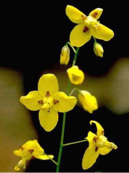 Fleur Des Elfes Jaune Epimedium Pinnatum Colchicum Le Jardin Du Pic Vert