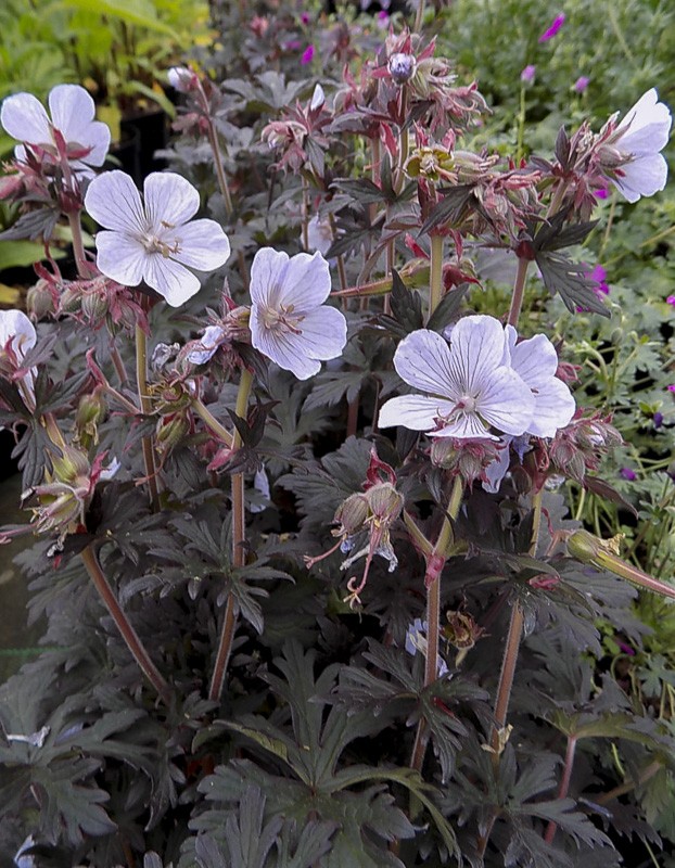 Géranium Vivace Des Près Purple Ghost Geranium Pratense Purple