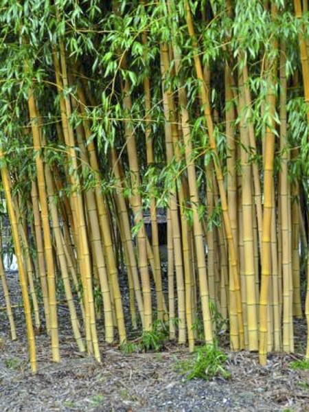 Bambou Dore Holochrysa Phyllostachys Aurea Holochrysa Le Jardin Du Pic Vert